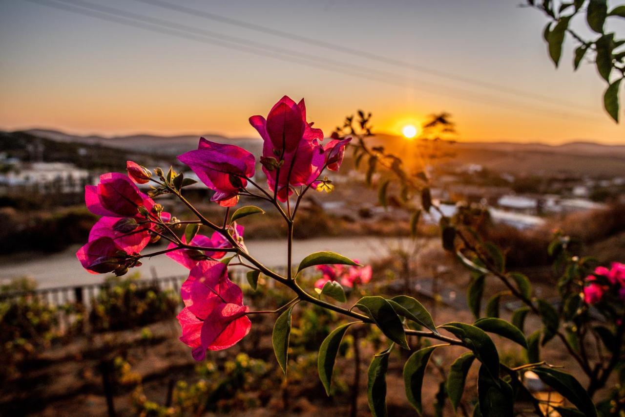 Posada San Antonio Villa Valle de Guadalupe Ngoại thất bức ảnh