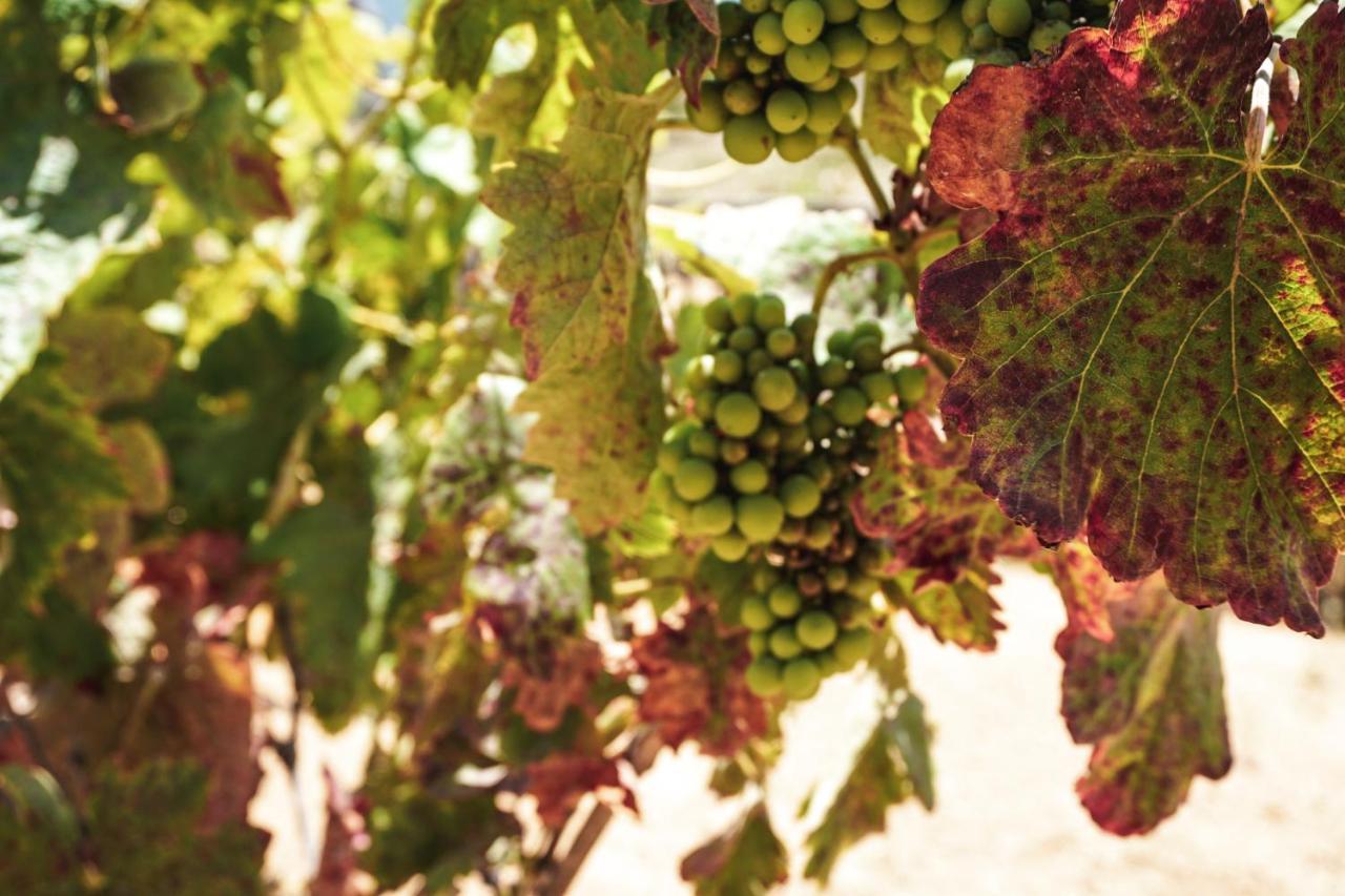 Posada San Antonio Valle de Guadalupe Ngoại thất bức ảnh